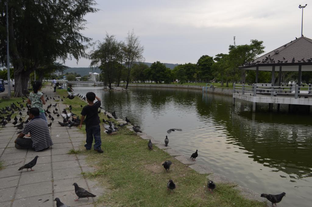 Feeding the birdsin Songkhla